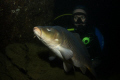   Carp my buddy  